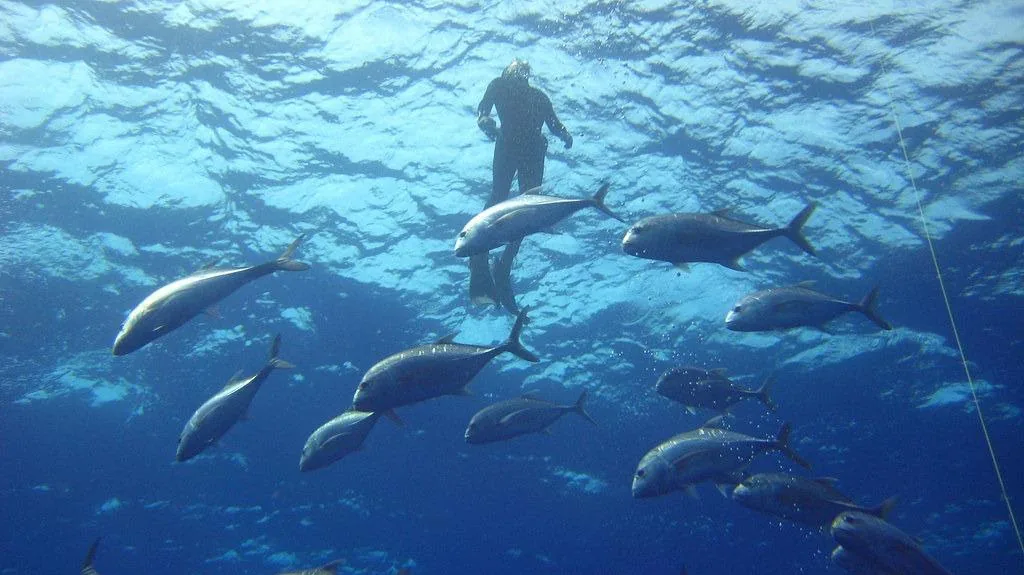 A diver swimming underwater among a school of fish.